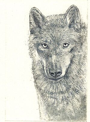 "Wolf" (344) 